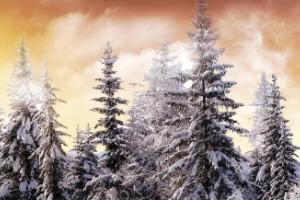 Test Load Data From backend webservice